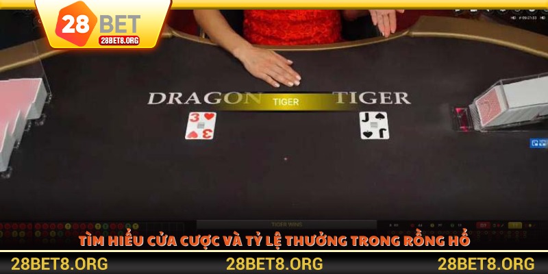 Tìm hiểu cửa cược và tỷ lệ thưởng trong Rồng Hổ