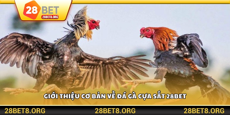 Giới thiệu cơ bản về đá gà cựa sắt 28BET