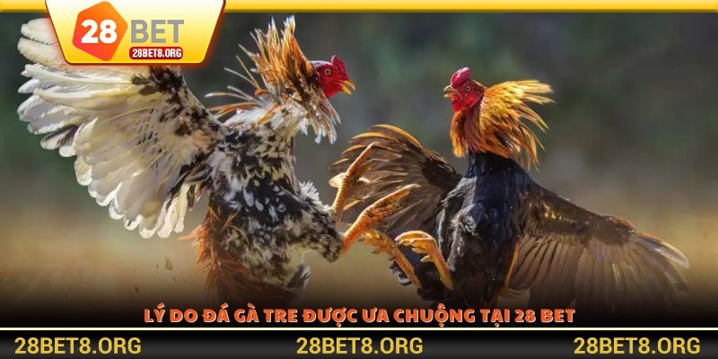 Lý do đá gà tre được ưa chuộng tại 28 BET