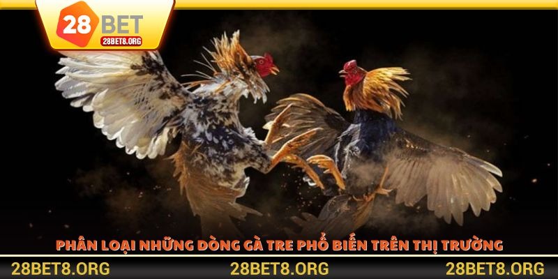 Phân loại những dòng gà tre phổ biến trên thị trường