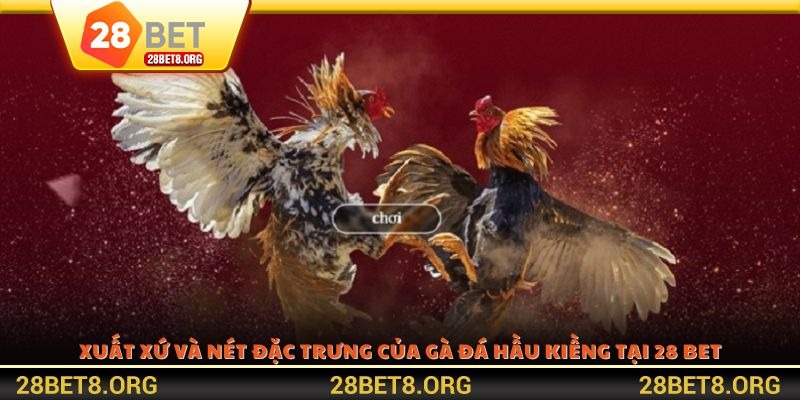 Xuất xứ và nét đặc trưng của gà đá hầu kiềng tại 28 BET